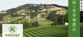 世界農業遺産 静岡の茶草場農法（しずおかのちゃぐさばのうほう）